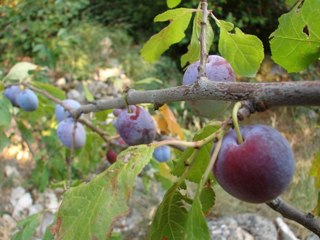 Gal Podgora